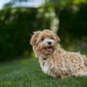 In the Grass on Random Cutest Maltipoo Pictures