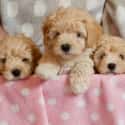 Puppy Litter on Random Cutest Maltipoo Pictures