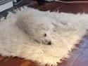 Lost in the Rug on Random Cutest Maltipoo Pictures