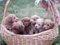 In a Basket on Random Cutest Maltipoo Pictures