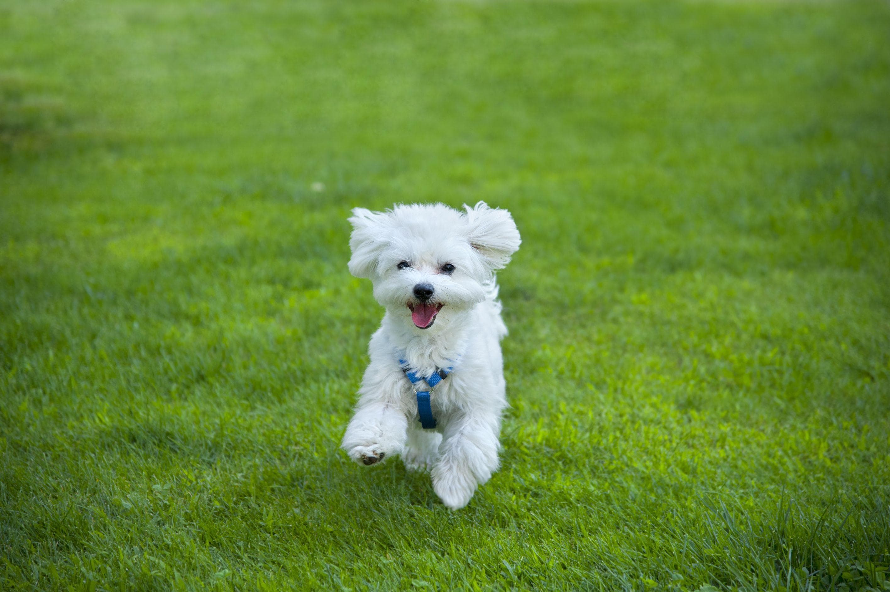 cute maltese dog
