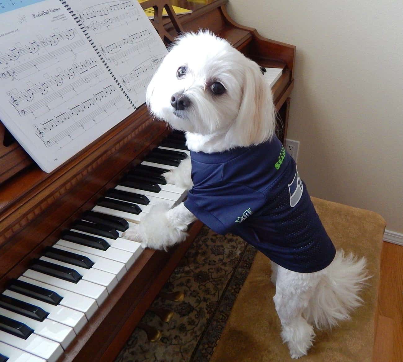 Pianist Pup