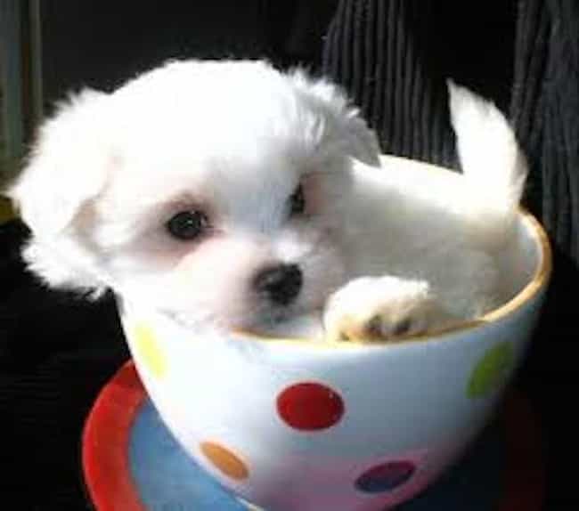 Resultado de imagen para maltese dog, cute