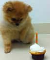 Birthday Boy on Random Cutest Pomeranian Pictures