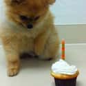 Birthday Boy on Random Cutest Pomeranian Pictures