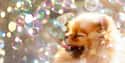 Bubbles on Random Cutest Pomeranian Pictures
