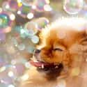 Bubbles on Random Cutest Pomeranian Pictures