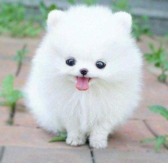 cute white pomeranian