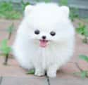 Derp on Random Cutest Pomeranian Pictures