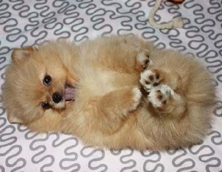 cute pomeranian puppy