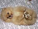 Flying Squirrel on Random Cutest Pomeranian Pictures