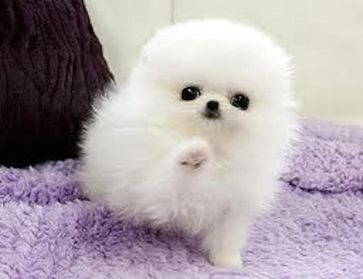 adorable pomeranian