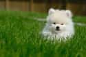 In the Grass on Random Cutest Pomeranian Pictures