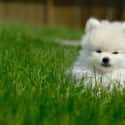 In the Grass on Random Cutest Pomeranian Pictures