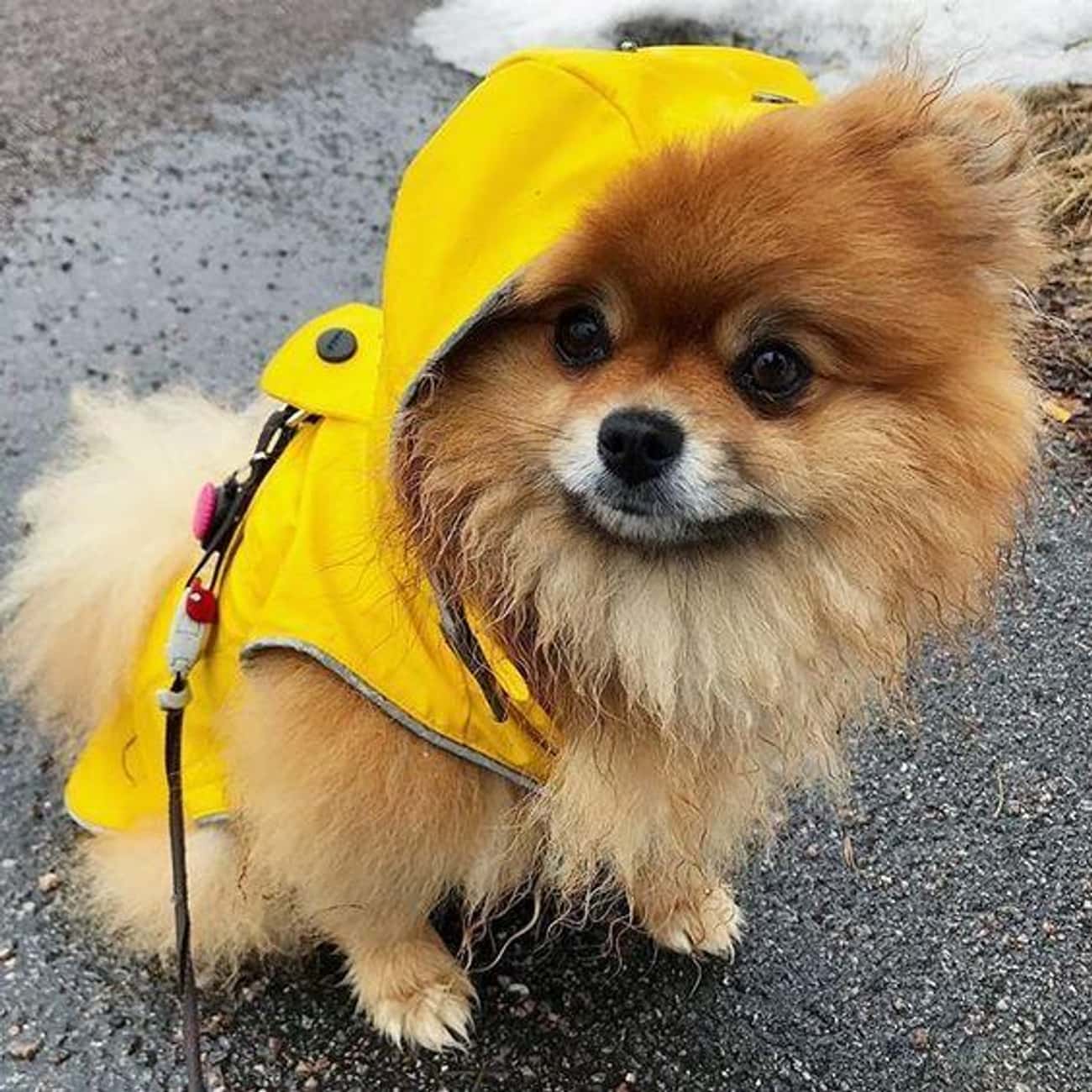 Rainy Day Dog
