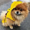Rainy Day Dog on Random Cutest Pomeranian Pictures