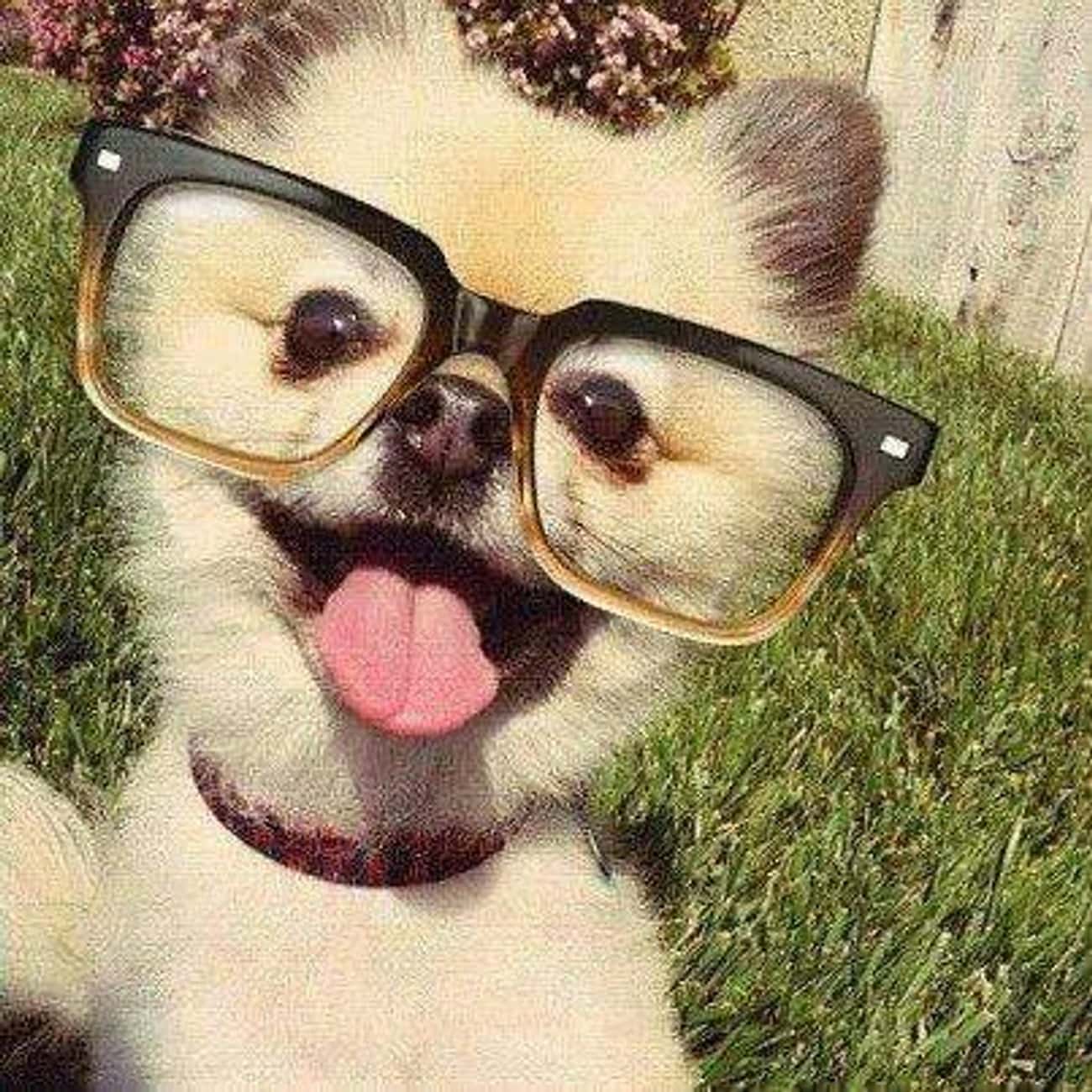 Клевые классные. Собака в очках. Крутая собака. Крутые животные.