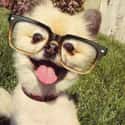 Smartypants on Random Cutest Pomeranian Pictures