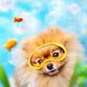 Snorkling on Random Cutest Pomeranian Pictures