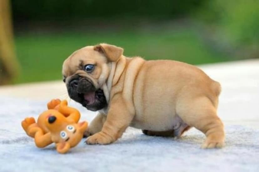 cutest baby puggle puppies