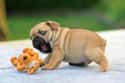 Baby With His Toy on Random Cutest Pug Pictures