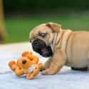 Baby With His Toy on Random Cutest Pug Pictures