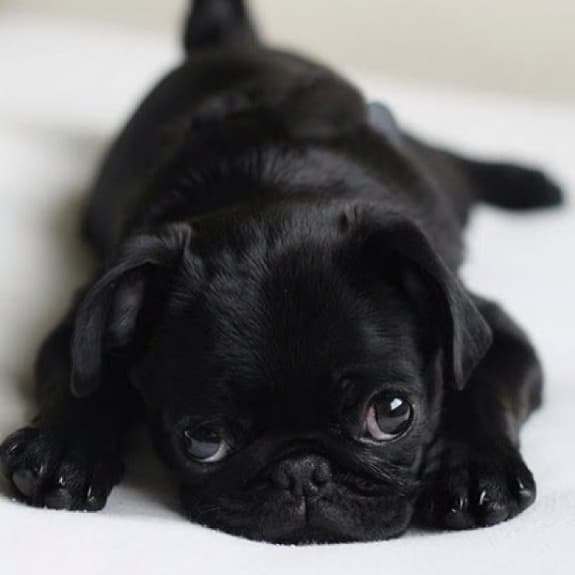 cutest pug ever