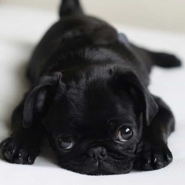Puppy Baby Cute Most Adorable Dogs Pug Cuteanimals