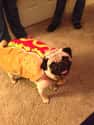 Hot Dog on Random Cutest Pug Pictures