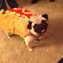 Hot Dog on Random Cutest Pug Pictures