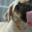 The Better to Kiss You With on Random Cutest Pug Pictures