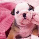 Kissing Pugsins on Random Cutest Pug Pictures