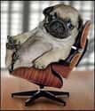 On His Throne on Random Cutest Pug Pictures