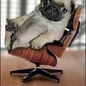 On His Throne on Random Cutest Pug Pictures