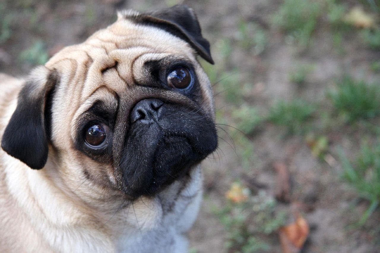 images of cute pugs