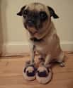 My Favorite Slippers on Random Cutest Pug Pictures