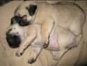 Spooning on Random Cutest Pug Pictures