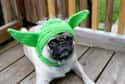 Yoda on Random Cutest Pug Pictures