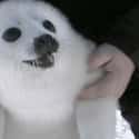 Smiling Seal on Random Cutest Animal GIFs on the Internet