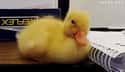 The Drowsy Duck on Random Cutest Animal GIFs on the Internet