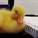 The Drowsy Duck on Random Cutest Animal GIFs on the Internet