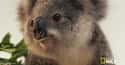 The Kool Koala on Random Cutest Animal GIFs on the Internet
