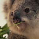 The Kool Koala on Random Cutest Animal GIFs on the Internet