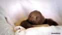 A Sincere Sloth on Random Cutest Animal GIFs on the Internet