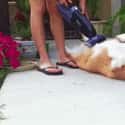 Cleaning Up! on Random Cutest Animal GIFs on the Internet