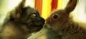 Sweet Kisses on Random Cutest Animal GIFs on the Internet