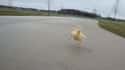 The Happiest Duck Ever on Random Cutest Animal GIFs on the Internet