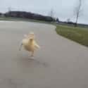 The Happiest Duck Ever on Random Cutest Animal GIFs on the Internet
