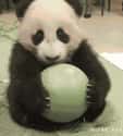 My Ball! on Random Cutest Animal GIFs on the Internet