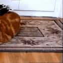 Ferret Mover on Random Cutest Animal GIFs on the Internet